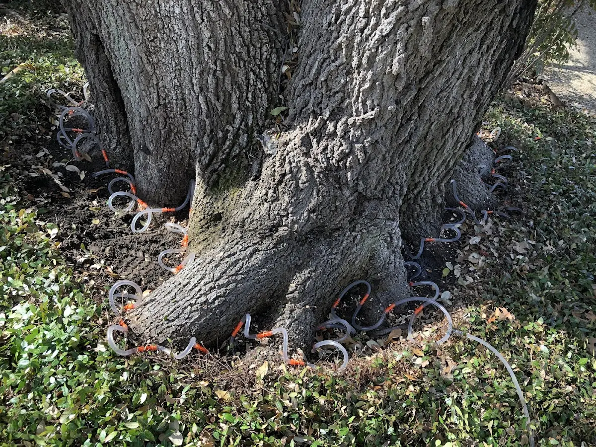 Detailed Tree Cabling and Bracing job site in Peach Creek