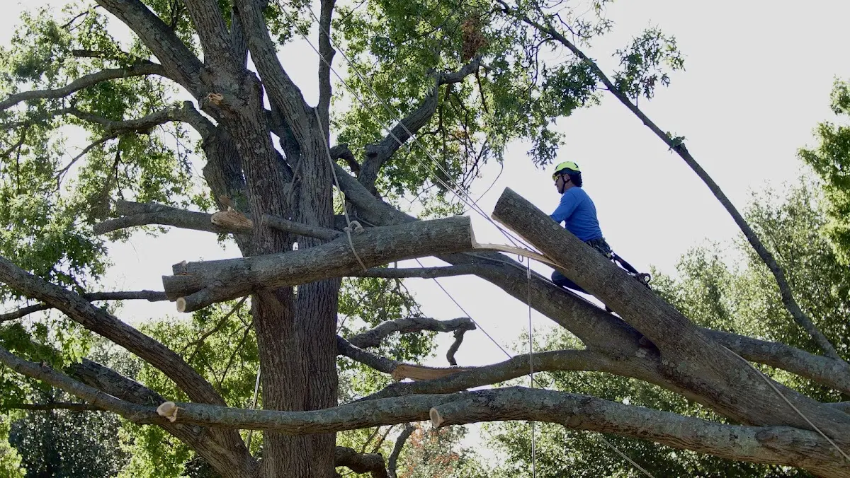 Professional Hazardous Tree Removal performed by certified arborists in Peach Creek