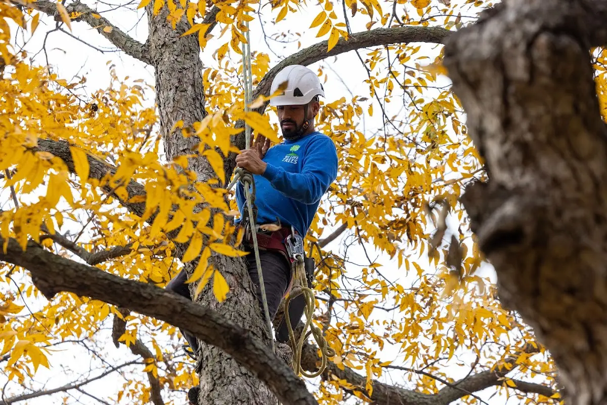 Skilled Tree Transplanting crew working in Peach Creek