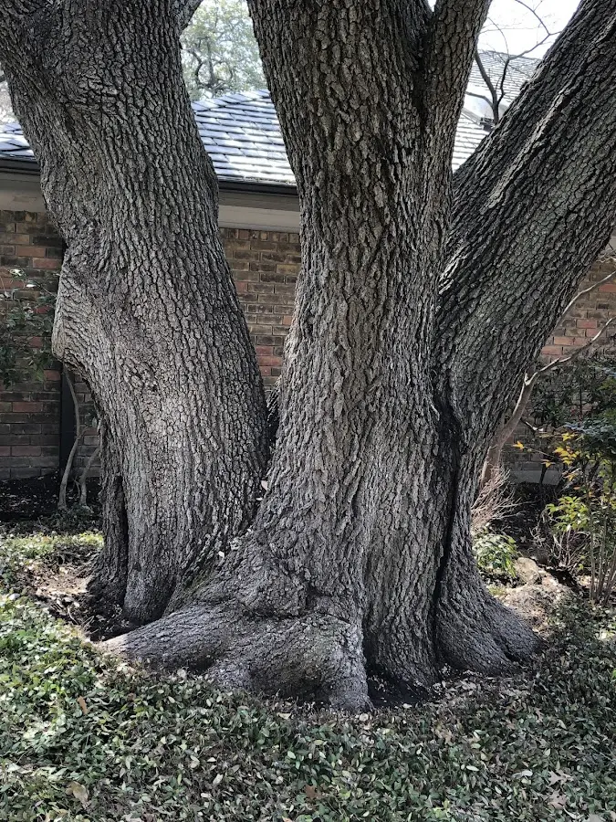 Mature heritage tree close to a Peach Creek property cared for by certified arborists